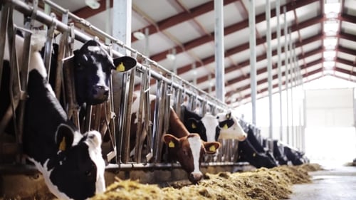 Herd Of Cows Eating Hay In Cowshed On Dairy Farm 46