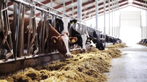 Herd Of Cows Eating Hay In Cowshed On Dairy Farm 47