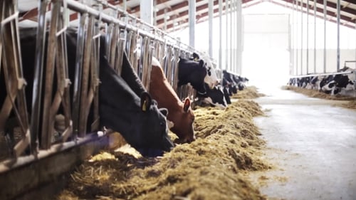 Herd Of Cows Eating Hay In Cowshed On Dairy Farm 58
