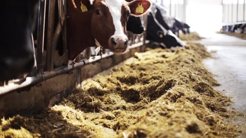 Herd Of Cows Eating Hay In Cowshed On Dairy Farm 59