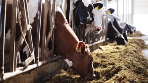 Herd Of Cows Eating Hay In Cowshed On Dairy Farm 60