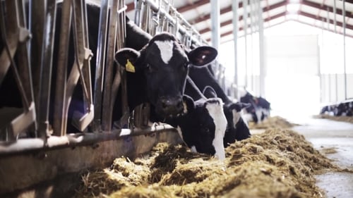 Herd Of Cows Eating Hay In Cowshed On Dairy Farm 65