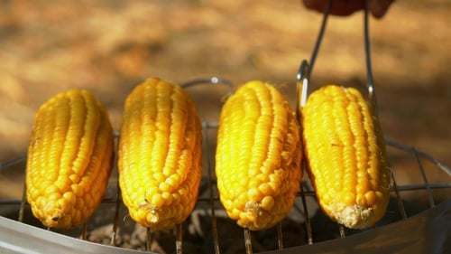 Healthy Vegetarian Barbecue With Ripe Golden Corn And Turn It Around By Using Barbeque Tongs