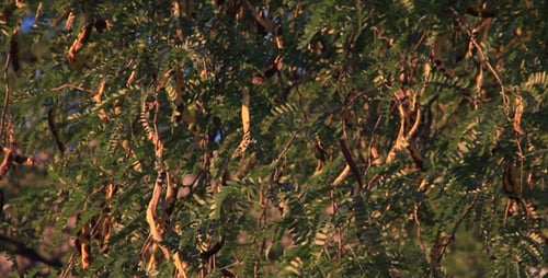 Lush Tree with Brown Pods in Tropical Setting