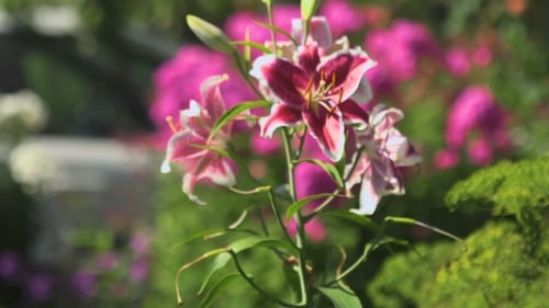 Fleurs de lys roses se balançant dans le vent