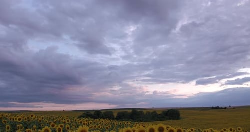 Las nubes se espesaron sobre el campo de girasoles