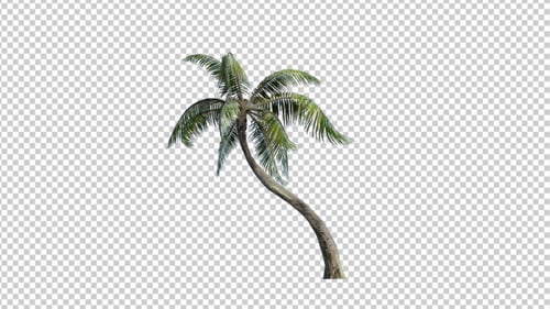 Palm Tree - 1