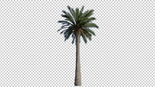 Animated Realistic Palm Tree Swaying in Wind
