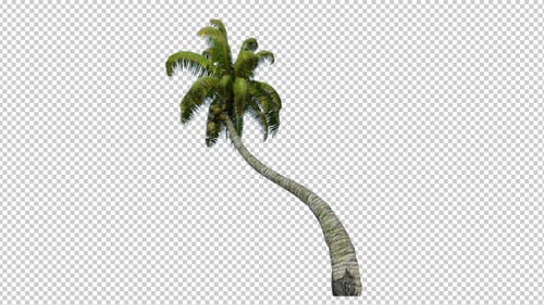 Palme - 3