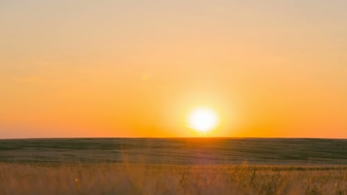 Wheat Field At Sunset