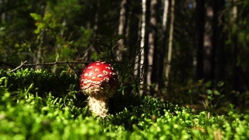 Red Mushroom Growing in Forest on Mossy Floor