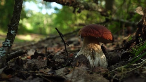 Forest Boletus Mushroom Or White Mushroom. In The Forest Delicacy.