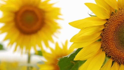 sunflowers in field, close up against the sky. summer flowers in the field.
