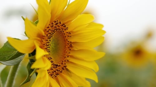 Sonnenblume im Feld 4