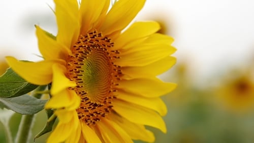 Sunflower In The Field 5