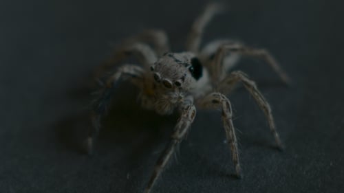 Araignée