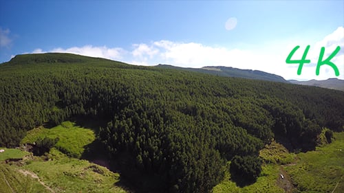 Aerial Forest