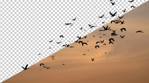 Flock of Birds Flying in Golden Sunset Sky