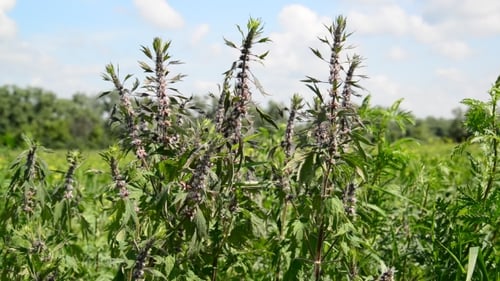 Leonurus Cardiaca, connu sous le nom d'agripaume, est une plante herbacée vivace de la famille de la menthe, les Lamiacées.