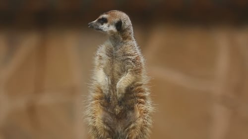 Erdmännchen schaut raus