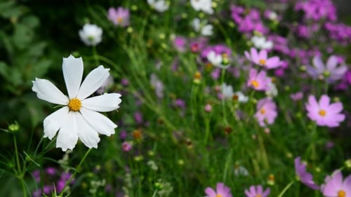 Daisies Flowers In Garden