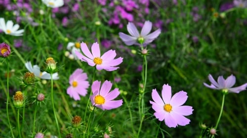 Daisies Flowers In Garden