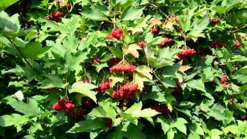 Viorne aux fruits rouges en été