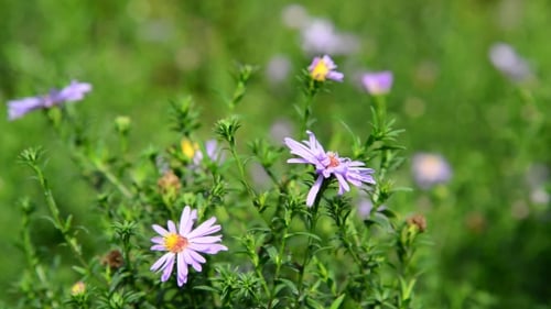 Daisies Flowers In Garden