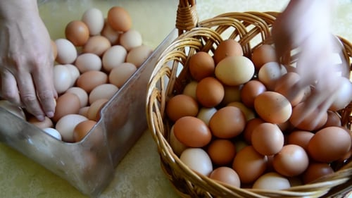 Filling Basket with Brown and White Eggs