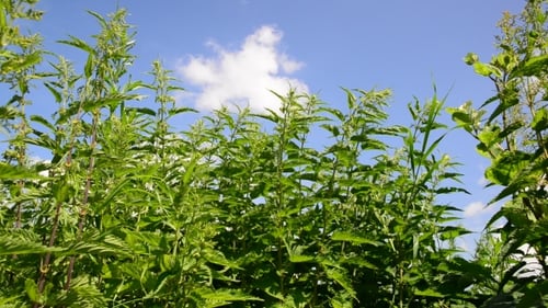 Lush Green Nettle Plants Under Blue Summer Sky