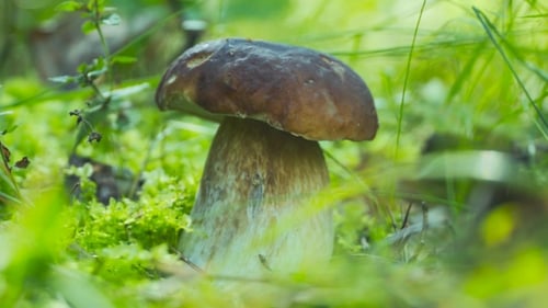 Mushroom Growing in Verdant Forest