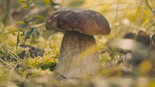 Mushroom Growing Wild in Grassy Woodland Setting