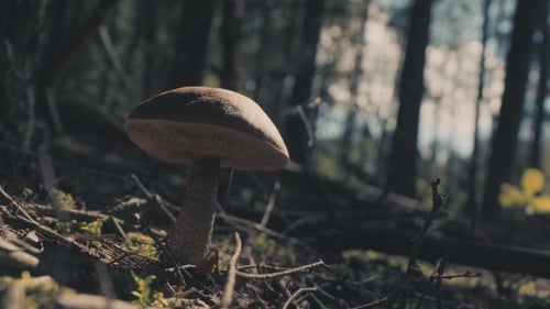 Mushroom In The Forest Scatters Spores. Reproduction Of Fungi.