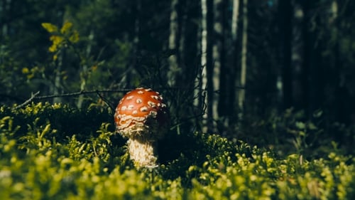 Red Mushroom Growing Wild in the Forest