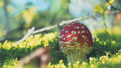 Red Mushroom with White Spots Growing on Moss