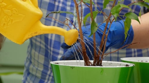 Housewife Watering Plant After Planting