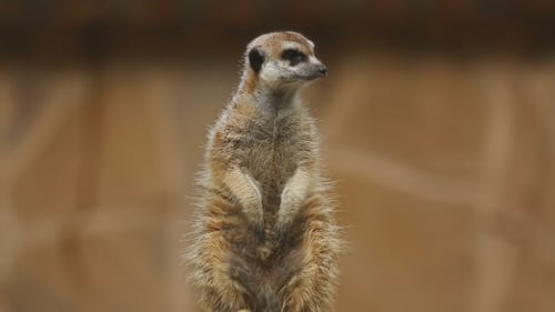 Erdmännchen schaut raus