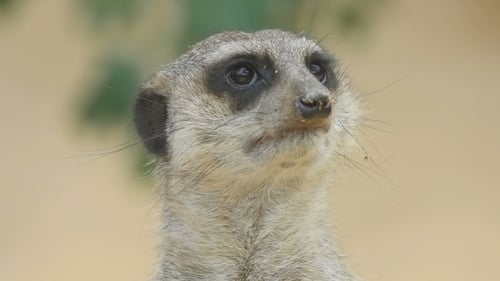 Erdmännchen schaut raus