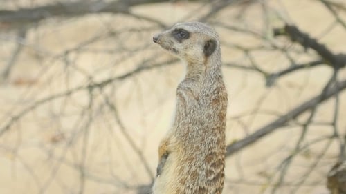 Erdmännchen schaut raus