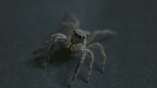 Araignée