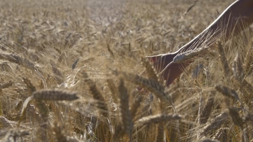 Hand Touches Golden Wheat in Rural Field