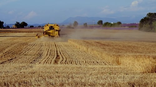 Combine Harvester in Golden Grain Field