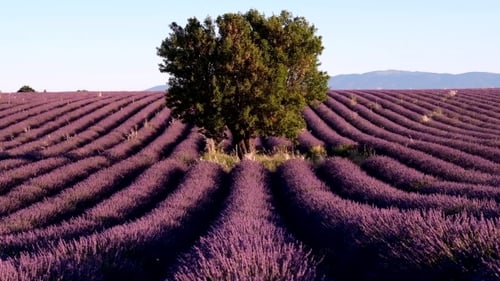 Campo de lavanda en Plateau Valensole