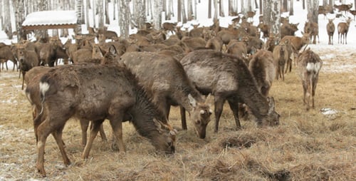 At Deer Farm