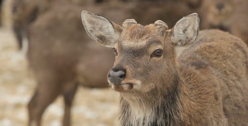 Charming Deer