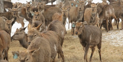 Deer Farm