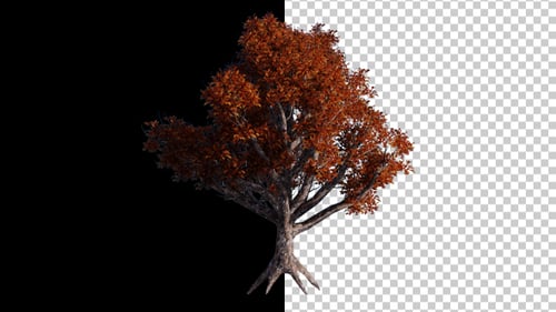Herbst-Baum