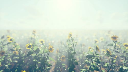 Dreamy Sunflower Field with Radiant Sun Rays Background Animation