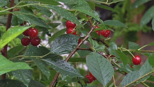 Ripe Red Cherries on Tree Branch after Rain