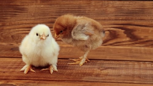 Two Adorable Chicks Stand on Wooden Surface